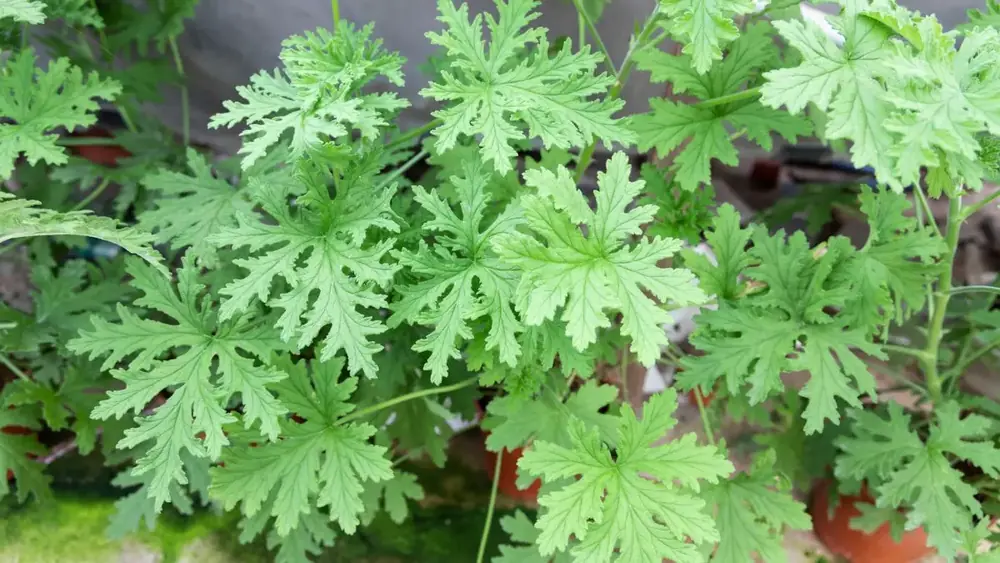 Plantas repelentes