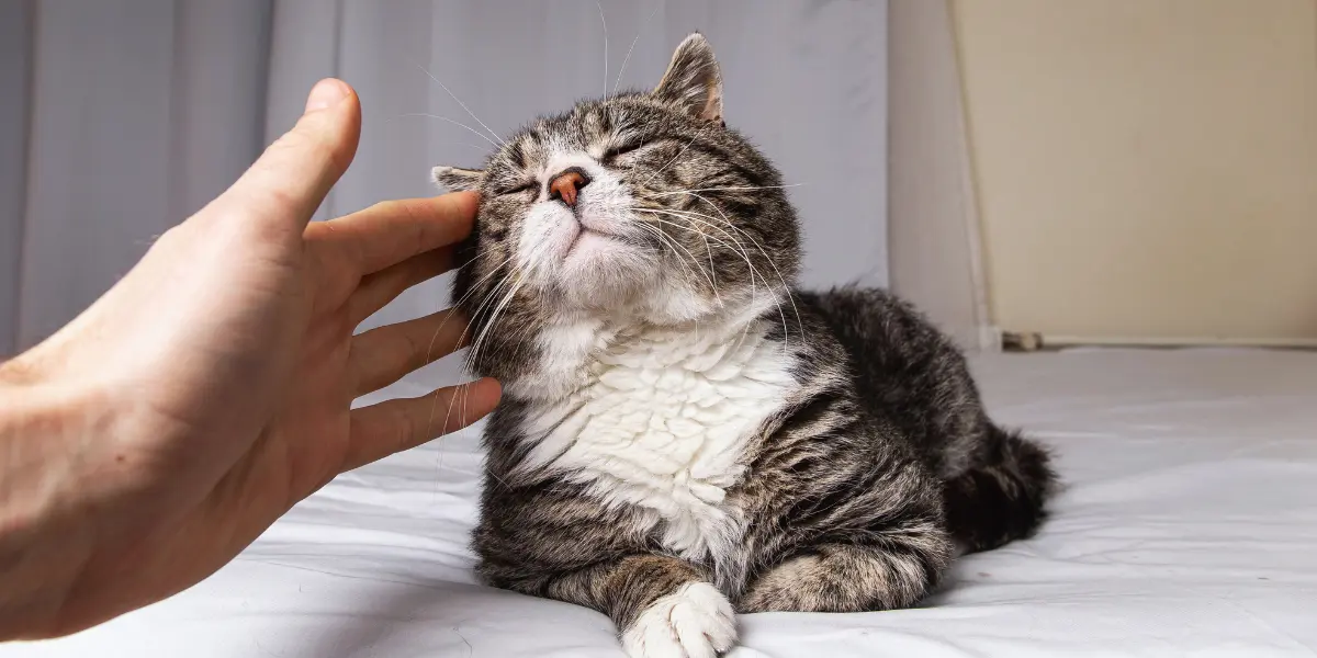 Quantos Anos Vive um Gato