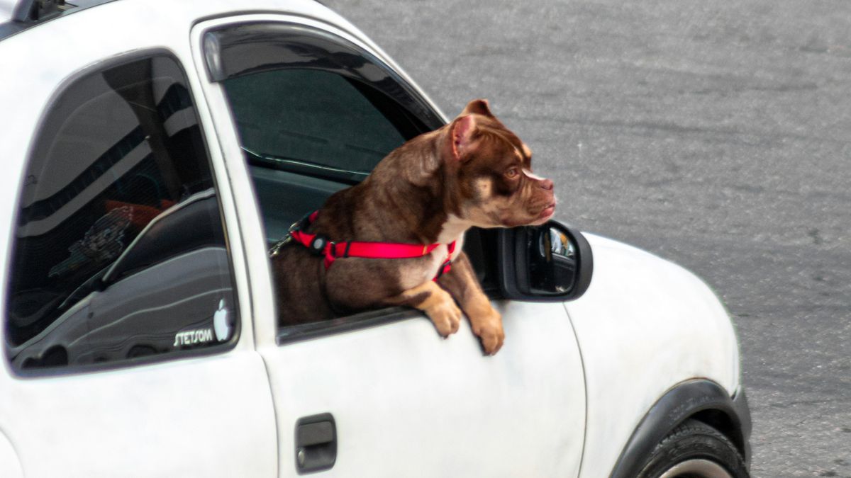 Brazil issues fines for loose dogs in cars
